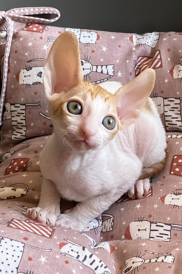 Yaskrava | Cornish Rex Kitten