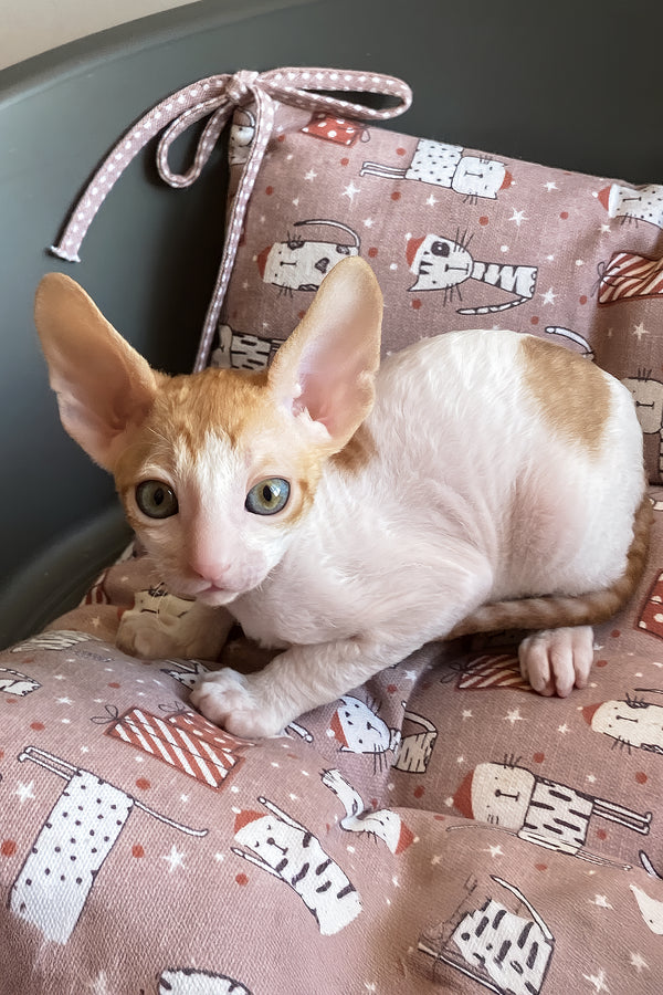 Yaskrava | Cornish Rex Kitten