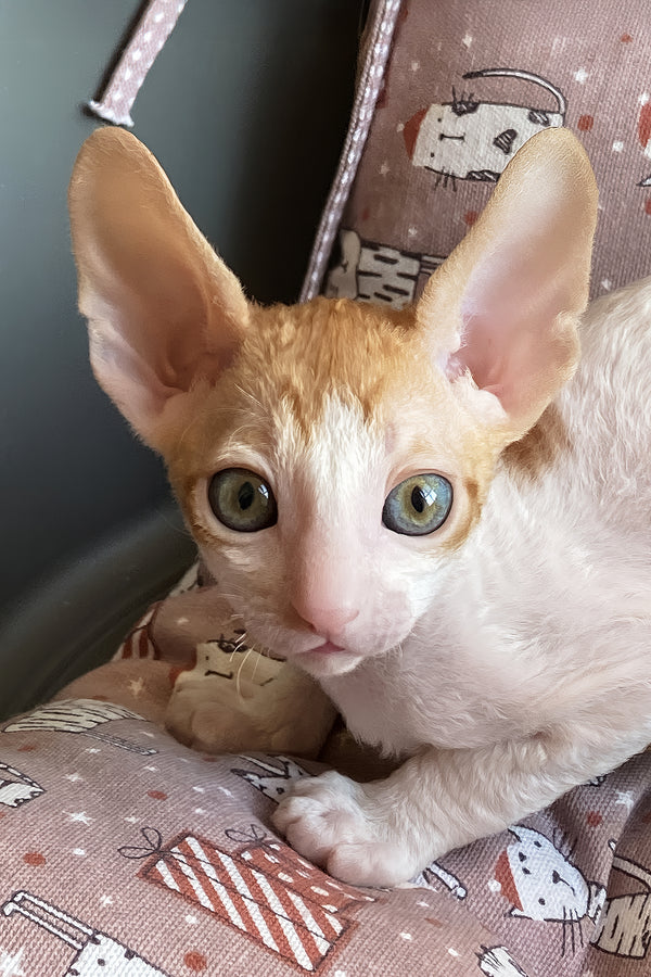 Yaskrava | Cornish Rex Kitten