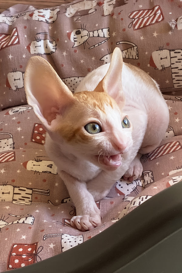Yaskrava | Cornish Rex Kitten