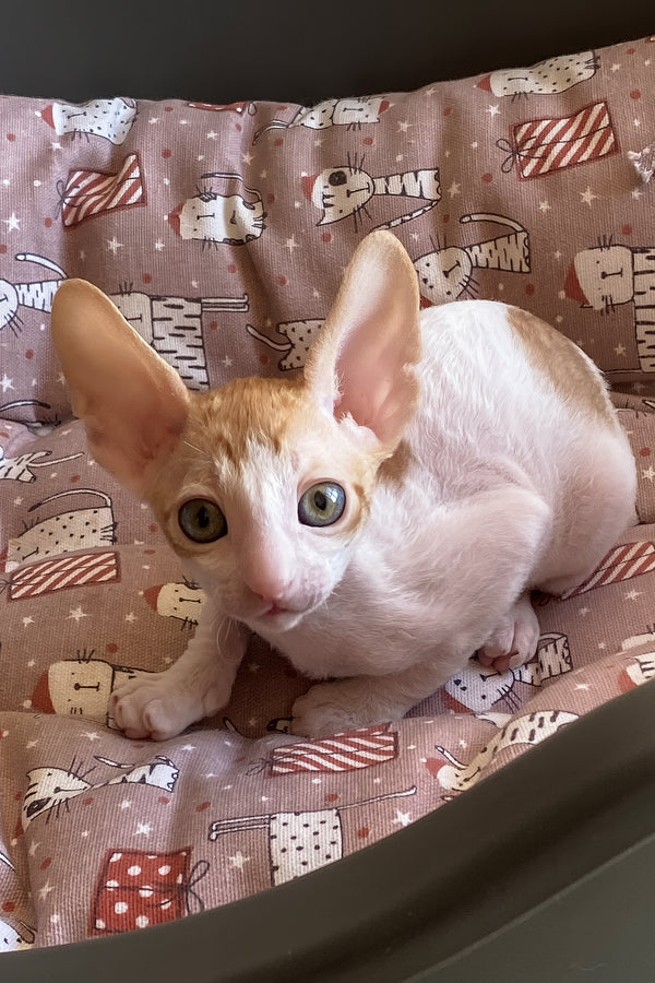 Yaskrava | Cornish Rex Kitten