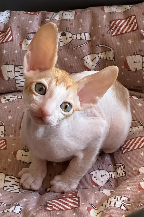 Yaskrava | Cornish Rex Kitten