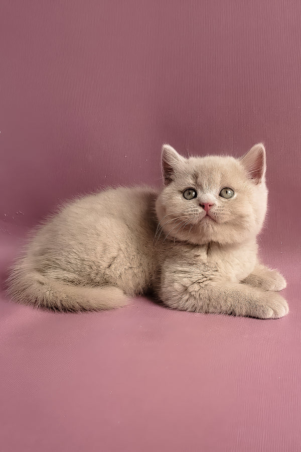 Yasmine | British Shorthair Kitten