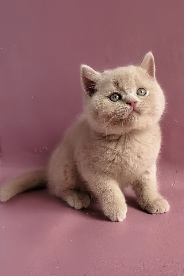 Yasmine | British Shorthair Kitten