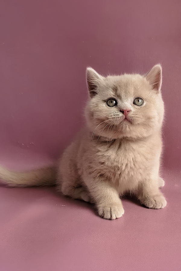 Yasmine | British Shorthair Kitten