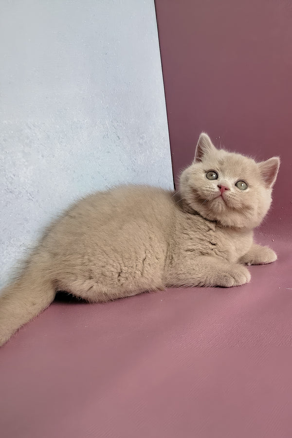 Yasmine | British Shorthair Kitten