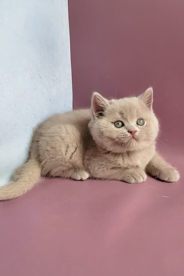 Yasmine | British Shorthair Kitten