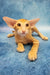 Yatis | Oriental Shorthair Kitten