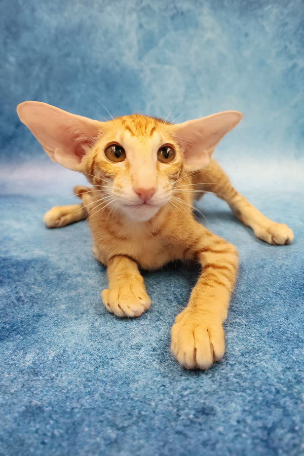 Yatis | Oriental Shorthair Kitten
