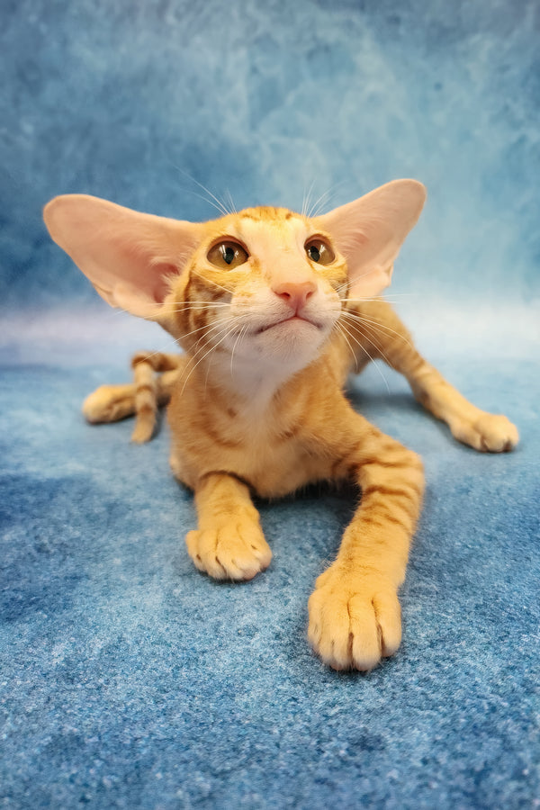 Yatis | Oriental Shorthair Kitten