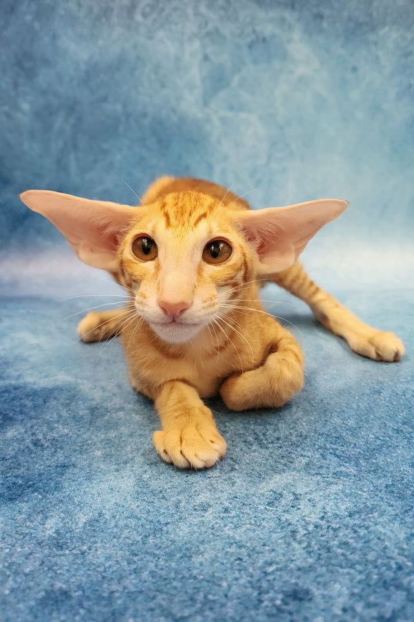 Yatis | Oriental Shorthair Kitten