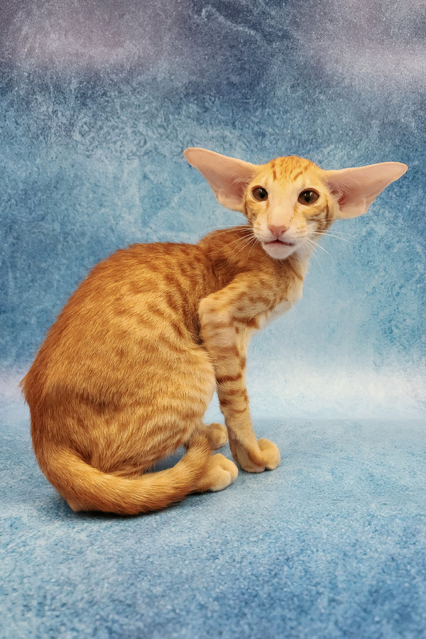 Yatis | Oriental Shorthair Kitten