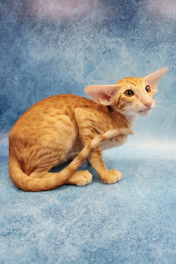 Yatis | Oriental Shorthair Kitten