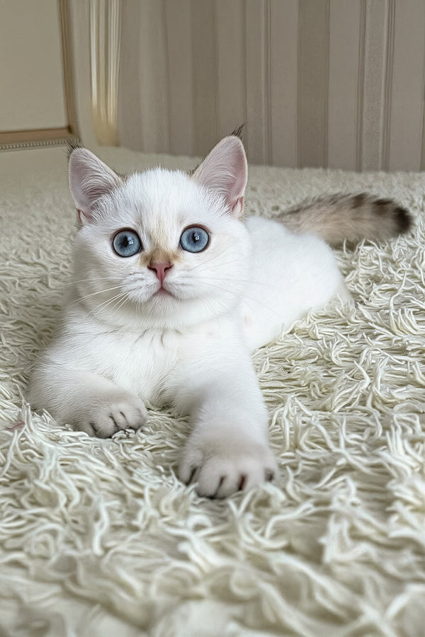 Yava | British Shorthair Kitten