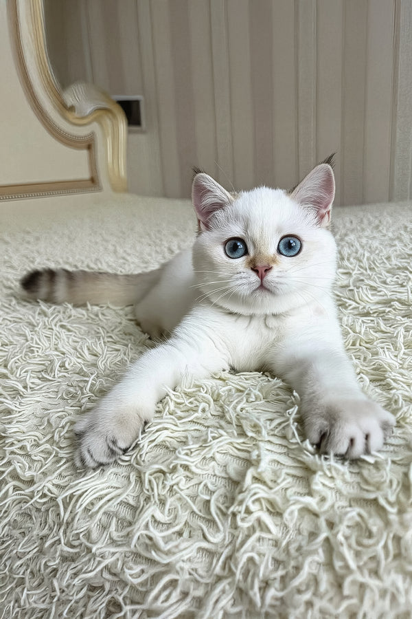 Yava | British Shorthair Kitten