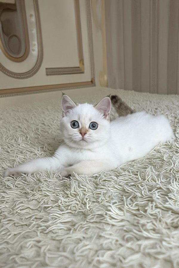 Yava | British Shorthair Kitten