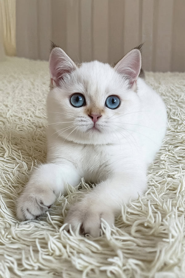 Yava | British Shorthair Kitten