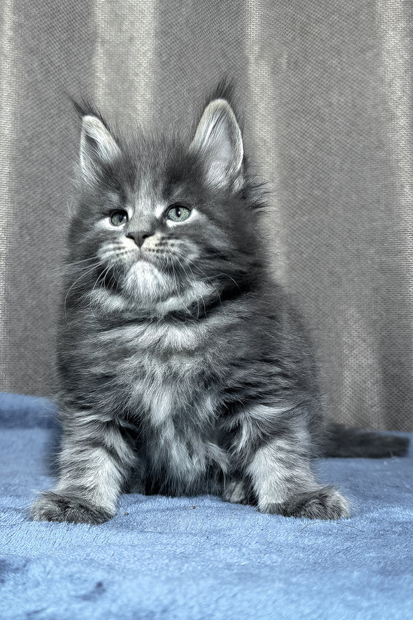 Yetti | Maine Coon Kitten