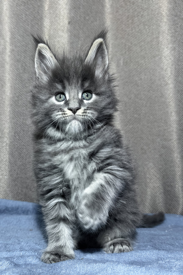 Yetti | Maine Coon Kitten
