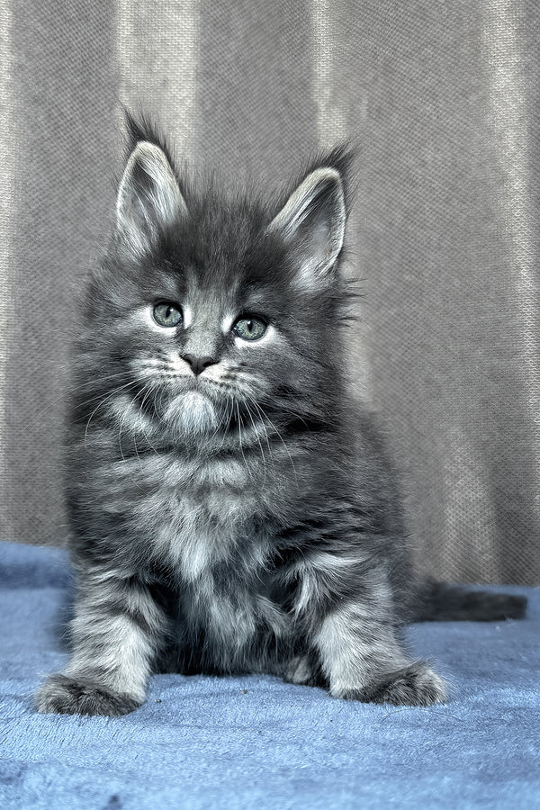 Yetti | Maine Coon Kitten