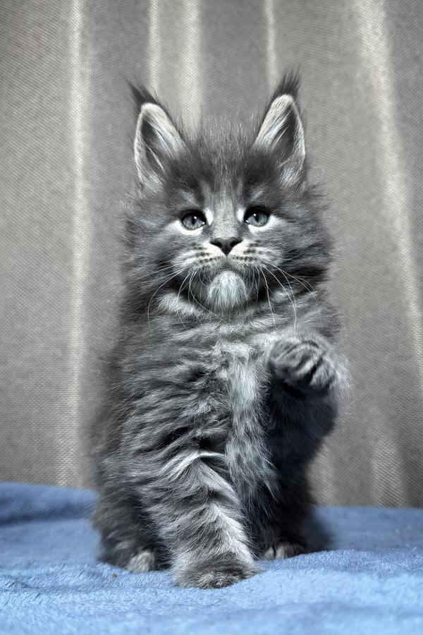 Yetti | Maine Coon Kitten