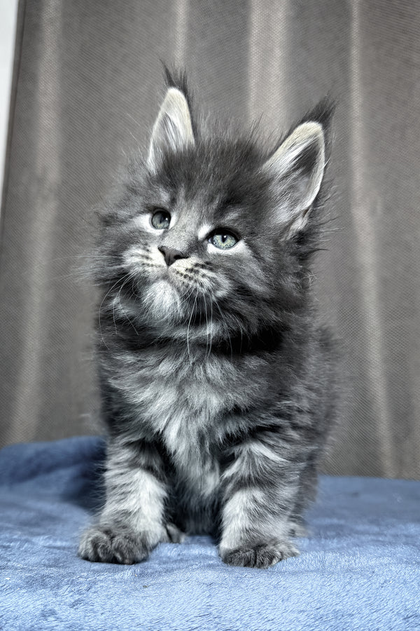 Yetti | Maine Coon Kitten