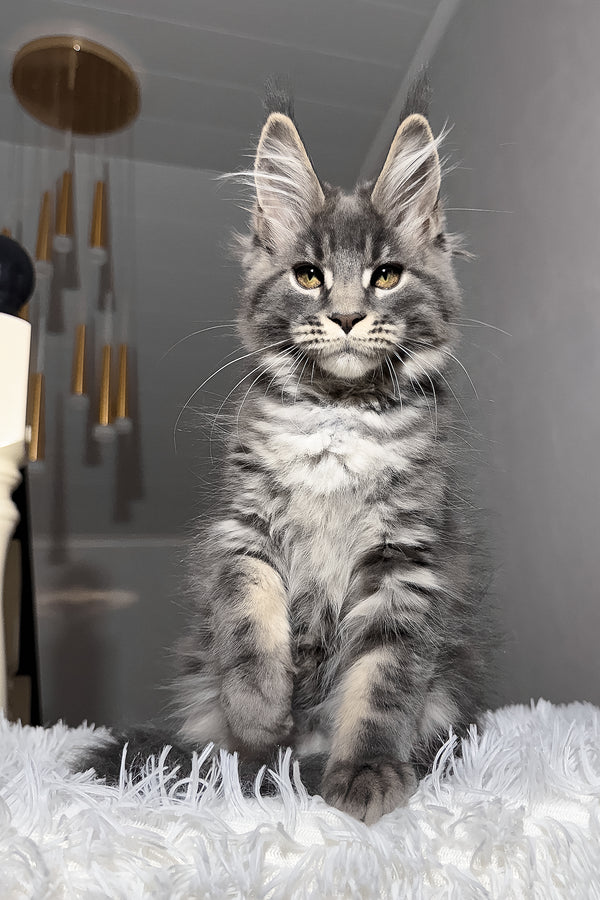 Yetti | Maine Coon Kitten