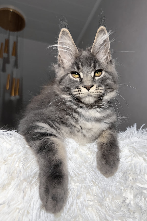Yetti | Maine Coon Kitten