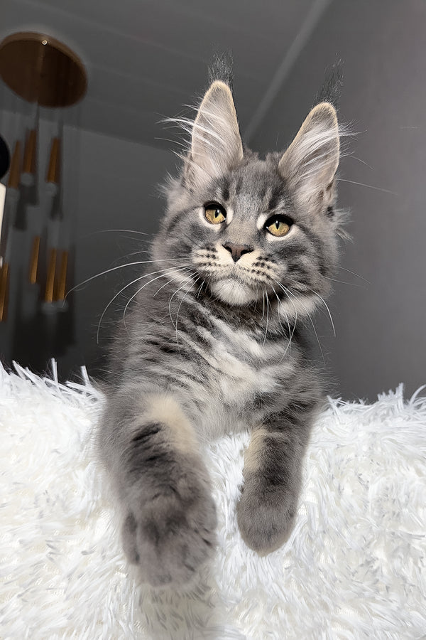 Yetti | Maine Coon Kitten