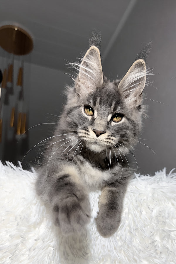 Yetti | Maine Coon Kitten