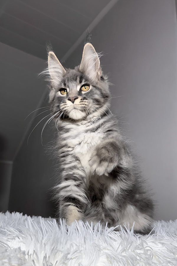 Yetti | Maine Coon Kitten