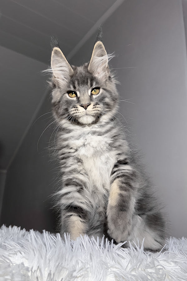 Yetti | Maine Coon Kitten