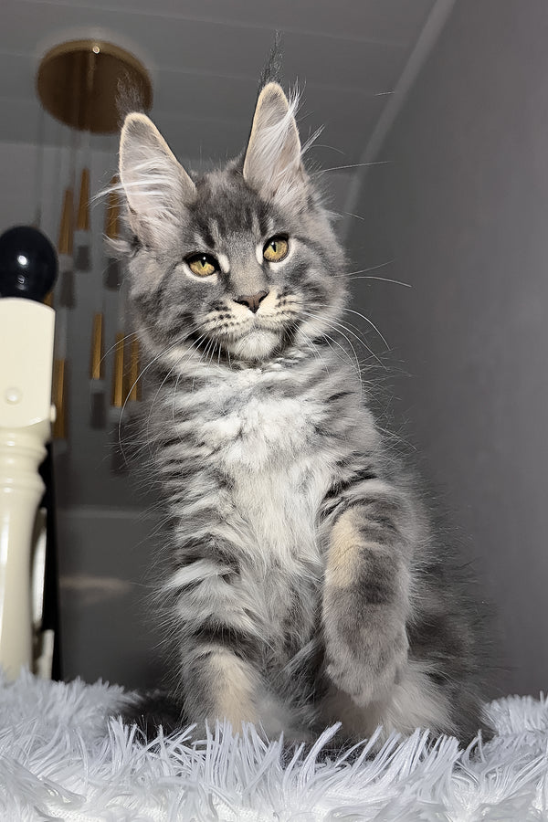Yetti | Maine Coon Kitten