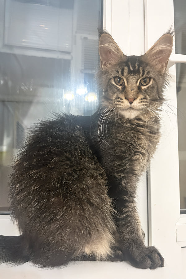 Yeven | Maine Coon Kitten