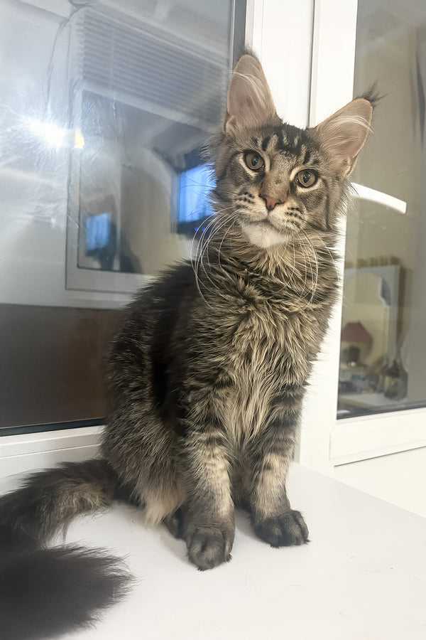 Yeven | Maine Coon Kitten