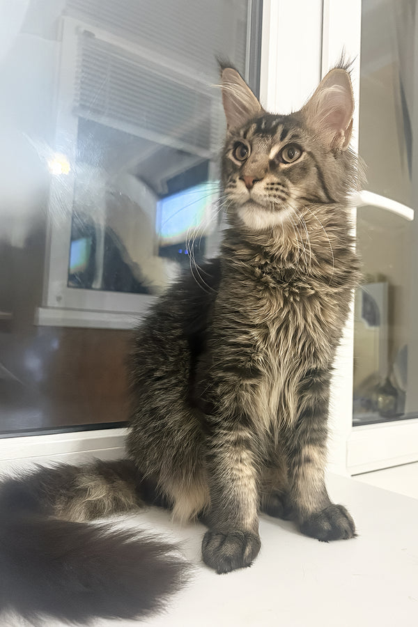 Yeven | Maine Coon Kitten