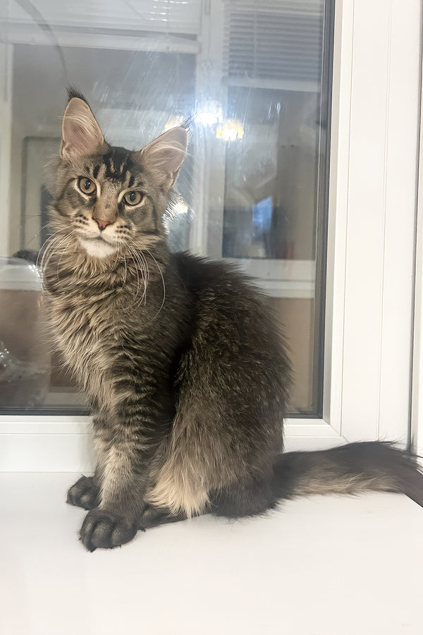 Yeven | Maine Coon Kitten