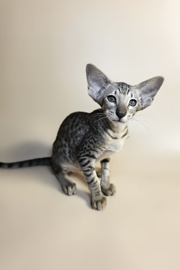 Yorick | Oriental Shorthair Kitten