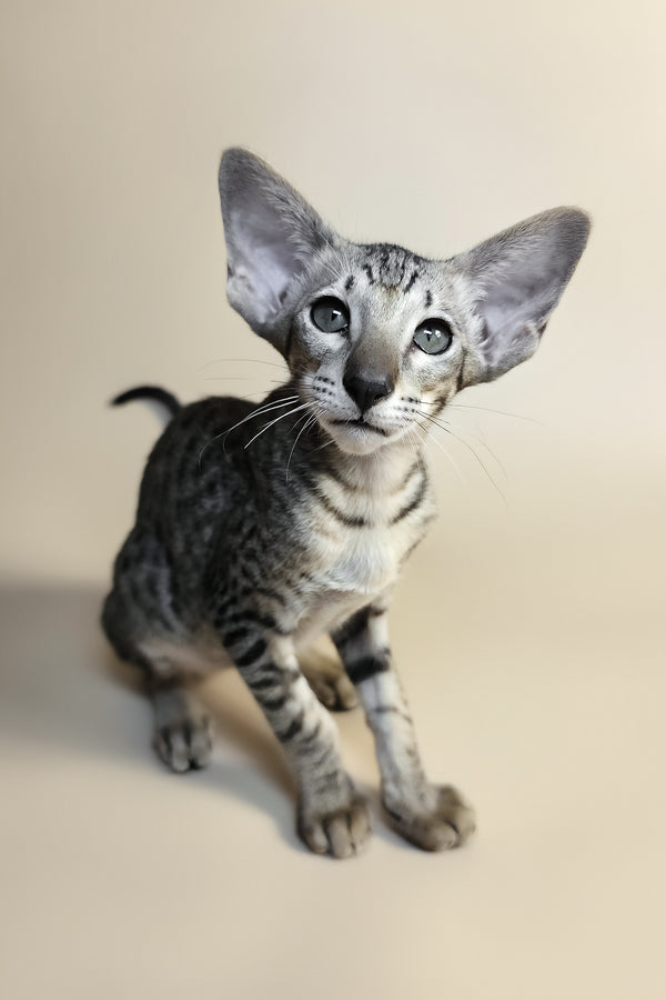 Yorick | Oriental Shorthair Kitten