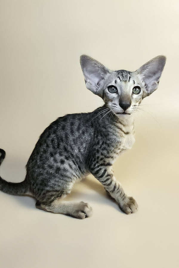 Yorick | Oriental Shorthair Kitten