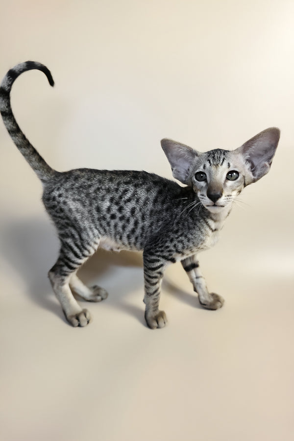 Yorick | Oriental Shorthair Kitten