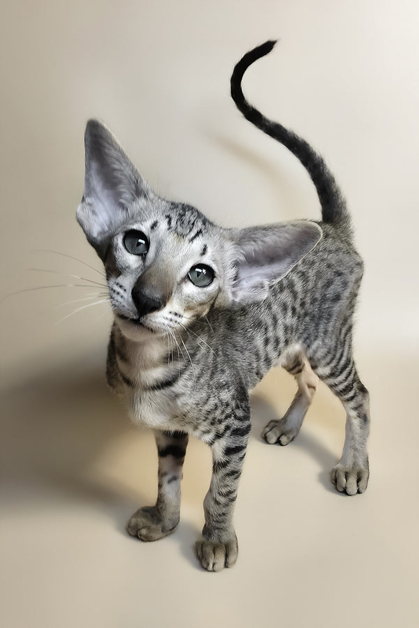 Yorick | Oriental Shorthair Kitten