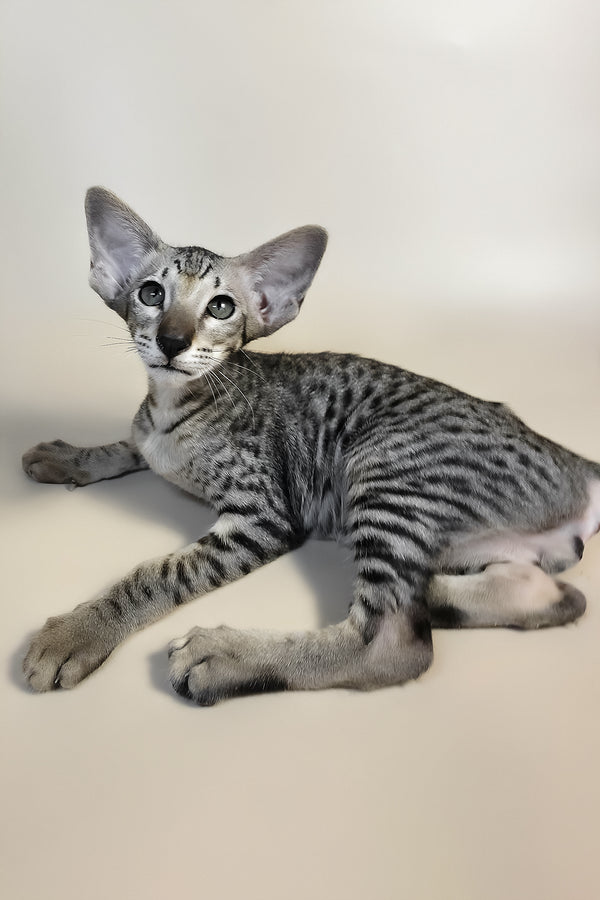 Yorick | Oriental Shorthair Kitten