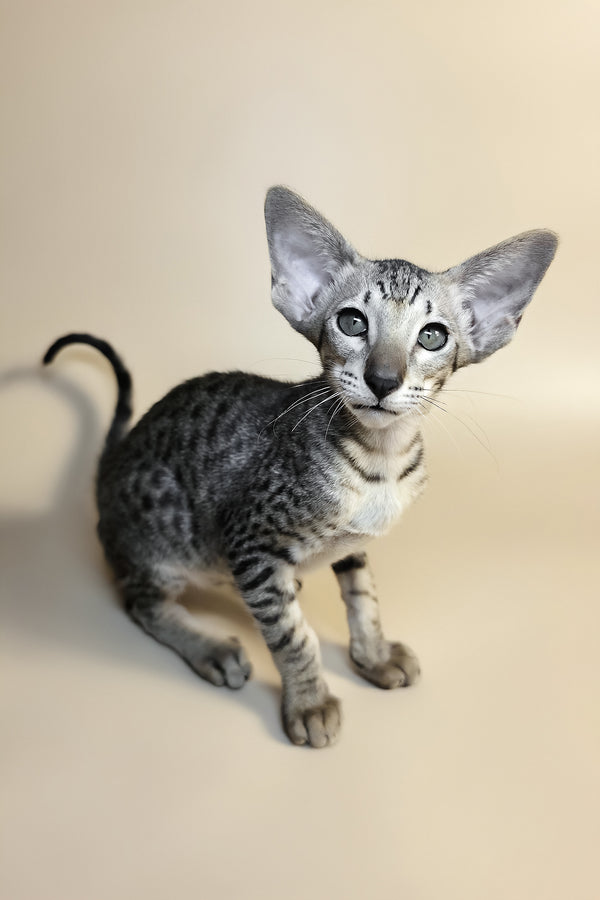 Yorick | Oriental Shorthair Kitten
