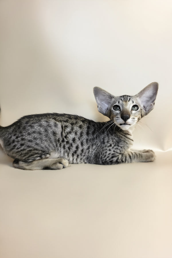 Yorick | Oriental Shorthair Kitten
