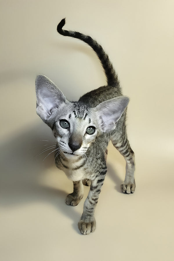 Yorick | Oriental Shorthair Kitten