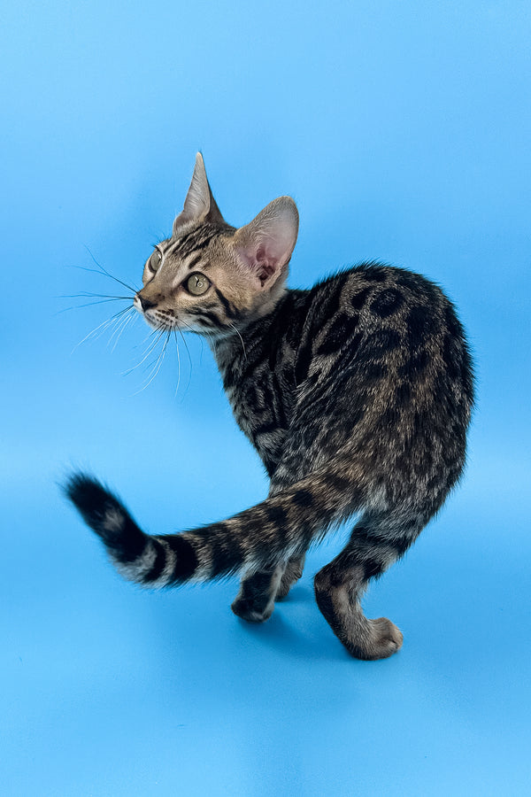 Yuki | Bengal Kitten
