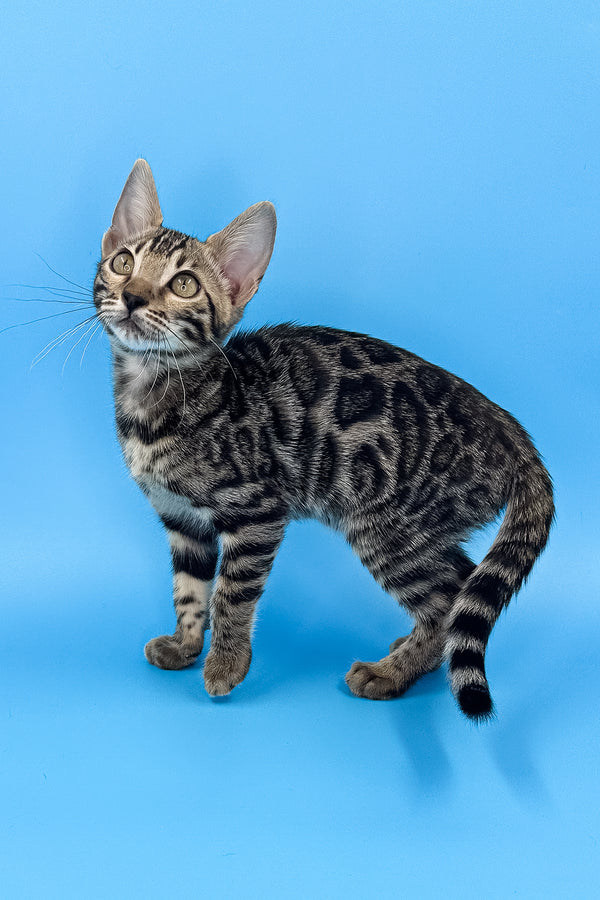 Yuki | Bengal Kitten