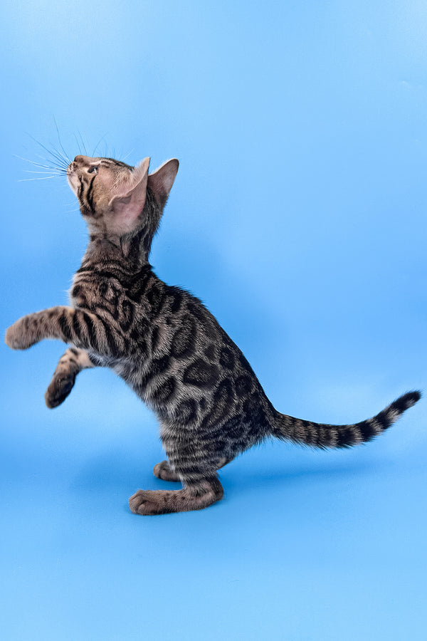 Yuki | Bengal Kitten