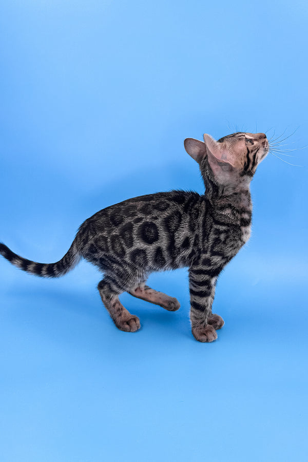 Yuki | Bengal Kitten